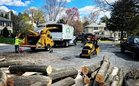 Reliable Waverly, NY Tree Services Solutions