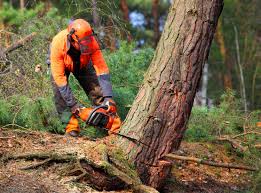 Seasonal Cleanup (Spring/Fall) in Waverly, NY